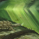 Representación artística de una Platychelys oberndorferi. Ilustración: P. Röschli.